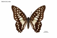 藏品(木蘭青鳳蝶)的圖片